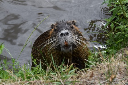 nutria in waterの写真素材