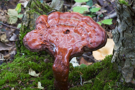 wild fungus growing on a dead wood