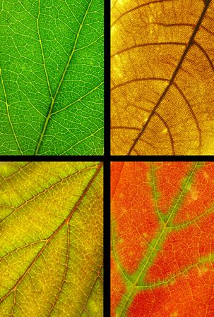 full resolution close up of four color leaf texture with selecting path included.