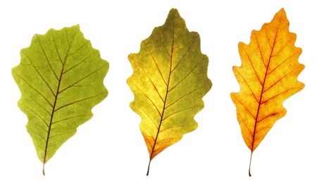 close up view of three oak leaves with green yellow and mixed colors in between on white backgroundの写真素材