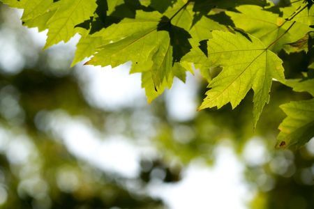 green maple leaf frame on green yellow bright blurry backgroundの写真素材