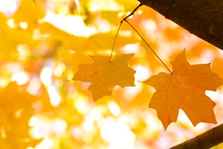 two yellow maple leaves on  yellow bright blurry backgroundの写真素材