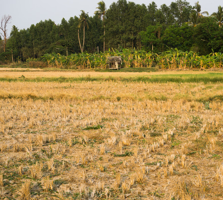Farmland Empty Cornfield After Harvestingの写真素材