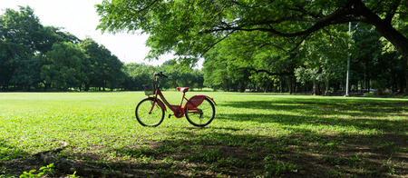 bicycle on green grass under big tree.の写真素材