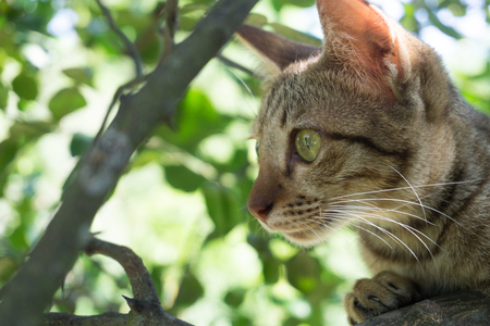 kitten sits on a tree branch.の写真素材