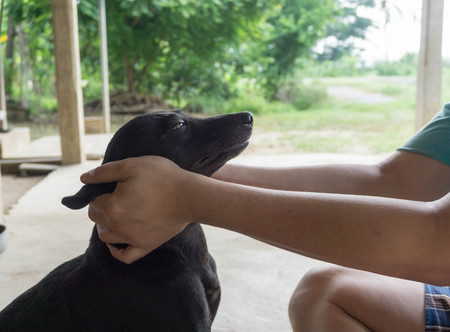 man with his dogの写真素材