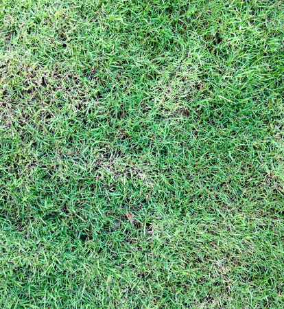 Green grass background textureの写真素材