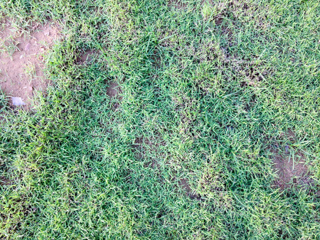 lawn in bad condition and need maintainingの写真素材