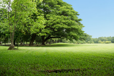 Green park at Vachirabenjatas Park (Rot Fai Park) Bangkok, Thailandの写真素材