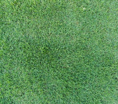 Green grass background texture.の写真素材