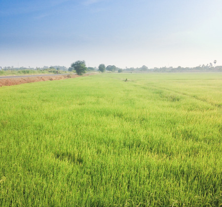 Green rice paddy fields with sky cloud sunrise.の写真素材