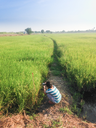 Green rice paddy fields with sky cloud sunrise.の写真素材