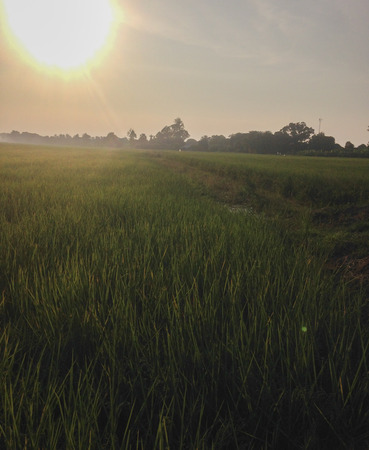 Rice fields and sunset for background. Rice fields.の写真素材