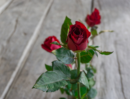 Red roses, Valentine's day.の写真素材