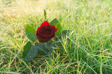 Beautiful Red Roses in Sunrise.の写真素材