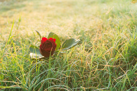 Beautiful Red Roses in Sunrise.の写真素材