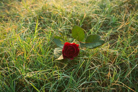 Beautiful Red Roses in Sunrise.の写真素材