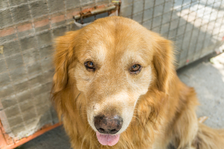 Beautiful golden retriever dogsの写真素材