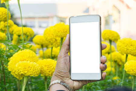 Woman using smart phone take a photo, Marigold background.の写真素材