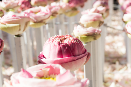Row of beautiful lotus flower, lotus background.の写真素材