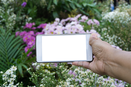 Woman taking photo of beautiful flower, white smartphone with blank screen.の写真素材