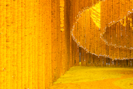 garland of marigold flowers, yellow marigold flower background.の写真素材