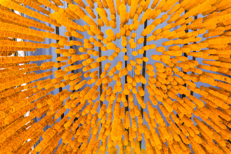 Below view of beautiful yellow marigold flower.の写真素材