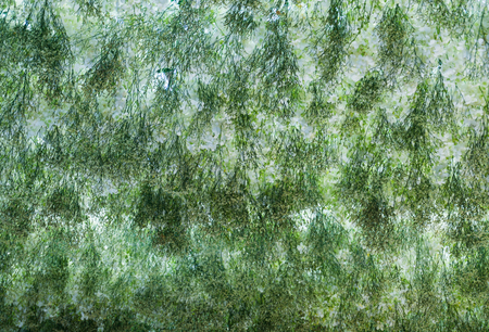 Below view of white orchid flower background.
