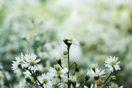 Beautiful white flower on a green background.