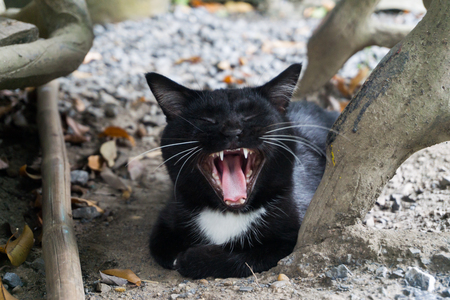 Young black cat yawn on the floor.の写真素材