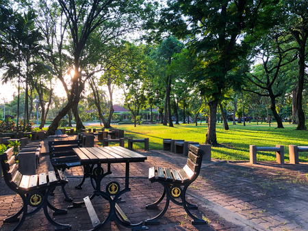 Beautiful green tree in public park, sunset.の写真素材