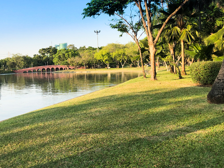 Beautiful green tree in public park, sunset.の写真素材