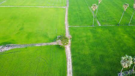 Aerial view of beautiful countryside with rice green fields.の写真素材