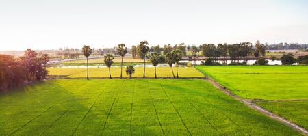 Beautiful green rice field with palm trees.の写真素材