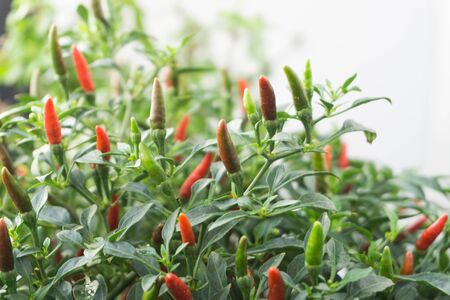 Red chili peppers on the tree, thai herb.の写真素材
