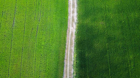 Top view of Rice fields with a line between dark green rice fields and light green rice fields.の写真素材