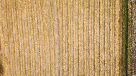 Top view of Yellow rice field after harvest, Thai occupation in rural areas.の写真素材