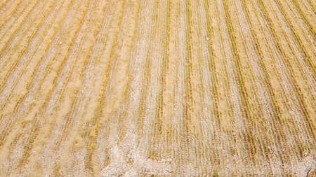 Top view of rice field after harvest season, drought, Central Thailand.