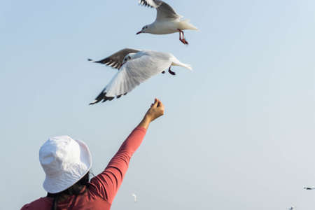The woman wore red long sleeve shirt and hat raised her arms to feed the seagull.