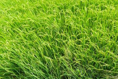 Beautiful Organic green paddy field in Thailand.