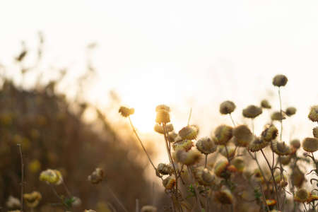 flowers vintage background, sunset with grass flowers.の写真素材