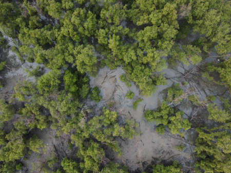 Top view of Mangrove forest with green mangrove trees in Thailand.の写真素材