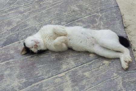 The white cat sleeps on the floor, raising the front legs to relax.の写真素材