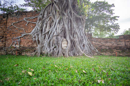 Wat Phra Mahathat, the famous sand-stone Ayutthaya-style head of the Buddha image in a tree's root.の写真素材