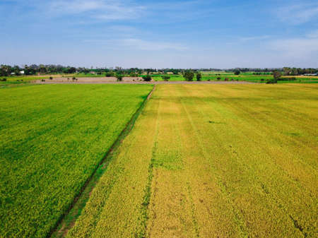 Aerial view of beautiful green and yellow rice field and blue sky, Thailand.の写真素材
