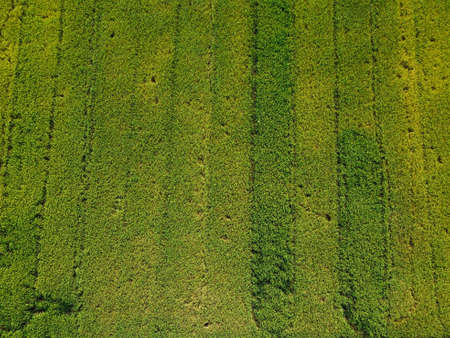 Aerial top view of green rice field plot in Thailand.の写真素材