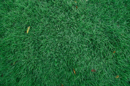 Green grass background. green lawn pattern texture background.