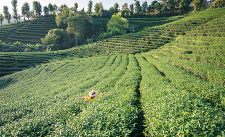 Asian female tourist in yellow dress at green tea plantation with natural light in the morning, Chiang Rai, Thailand.の写真素材