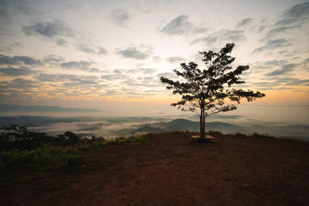 Landscape of Beautiful sunrise and mist in the morning with big tree shadow.の写真素材