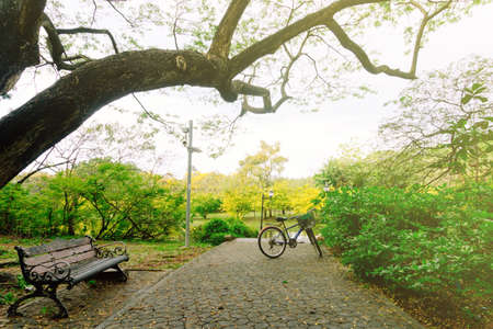 Wooden chairs under the big trees and bicycles parked on the stree in public park.の写真素材